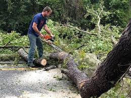 Best Tree Trimming and Pruning  in Hawthorne, CA