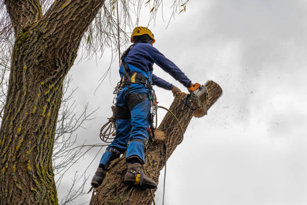 Best Tree Cabling and Bracing  in Hawthorne, CA