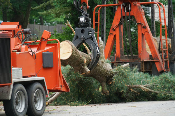 Best Utility Line Clearance  in Hawthorne, CA