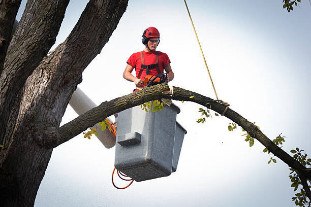 Best Palm Tree Trimming  in Hawthorne, CA