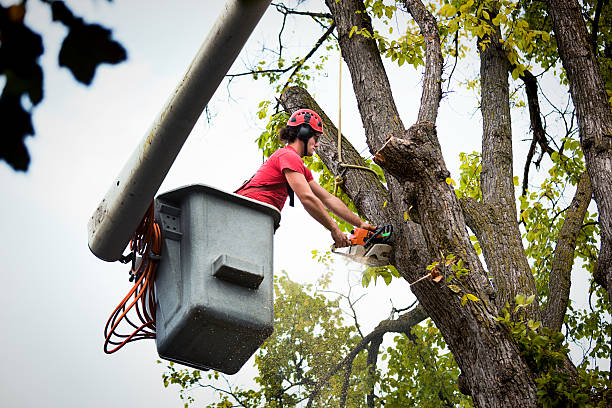 Why Choose Our Tree Removal Services in Hawthorne, CA?